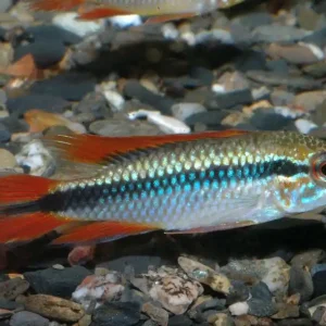 Versand Am Gleichen Tag Apistogramma agassizii doppelrot